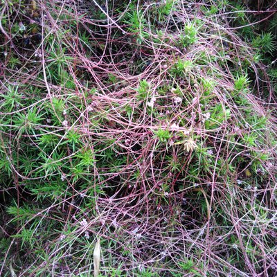 Invisible Worlds Residencies