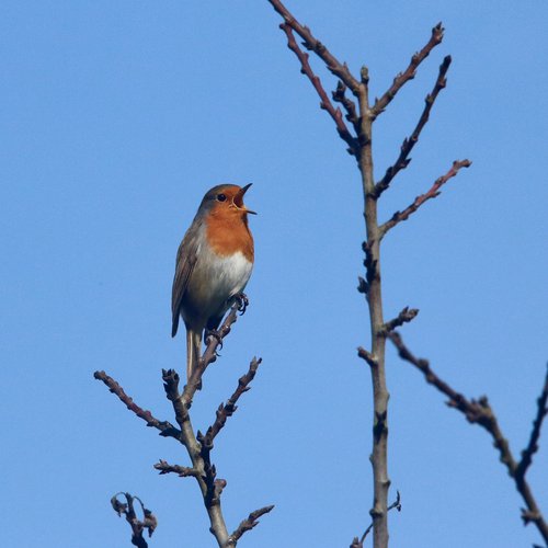 6_robin_sings©Kurt Geeraerts.jpg